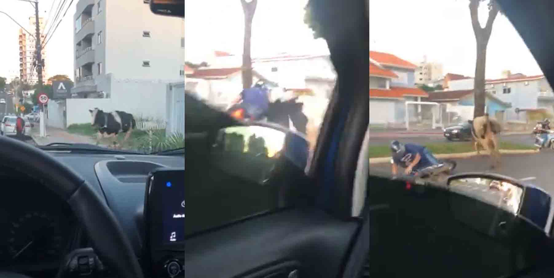 Motociclista é atropelado por vaca em Santa Catarina; veja o vídeo. Foto: Reprodução Twitter