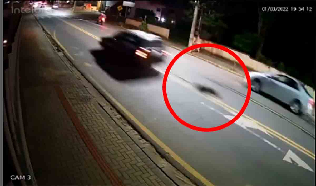 Motorista é preso após amarrar cão no carro e o arrastar pelas ruas; veja o vídeo. Foto: Reprodução
