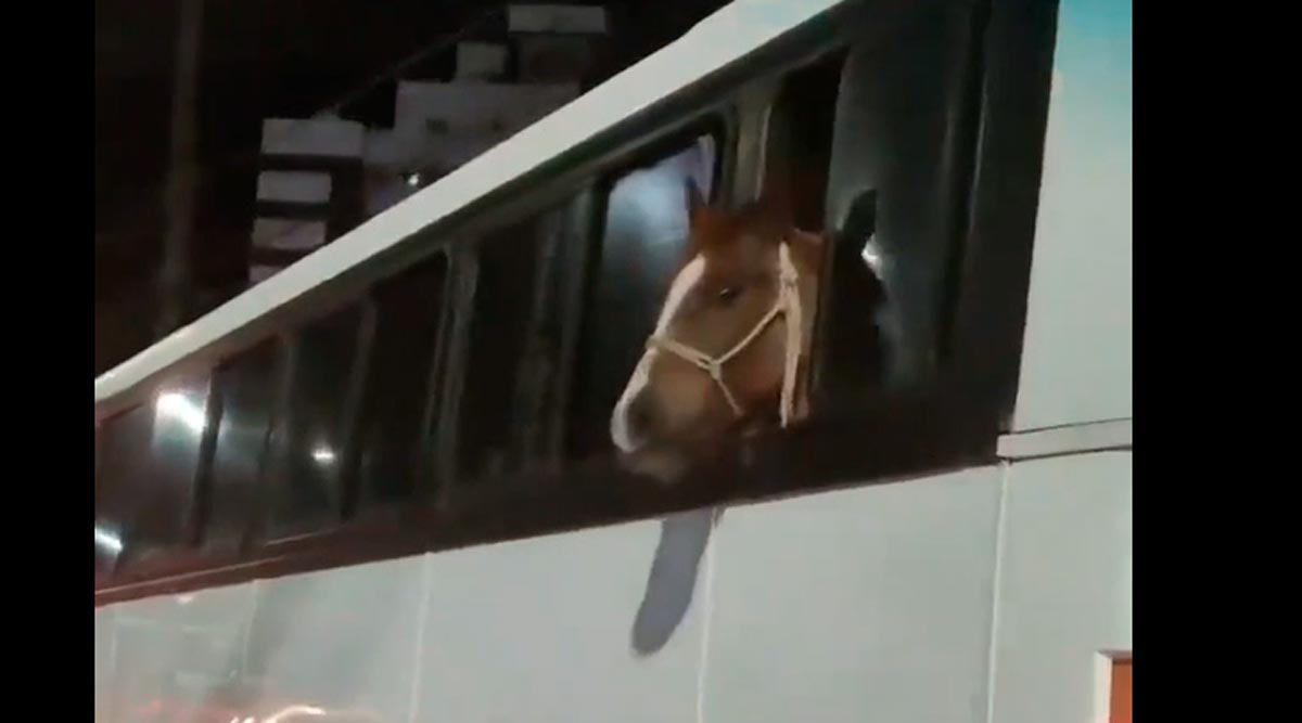 Cavalo é flagrado dentro de ônibus
