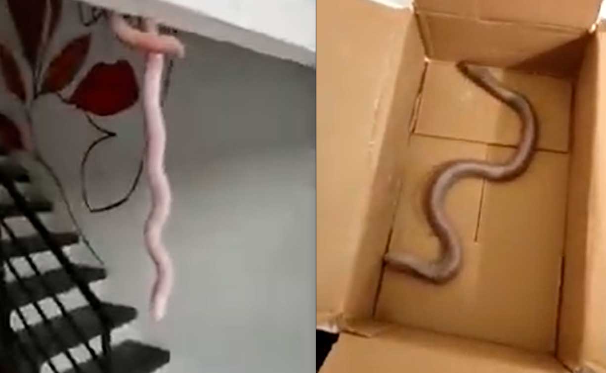 Vídeo: Cobra-de-duas-cabeças é capturada em porta de loja de São Paulo
