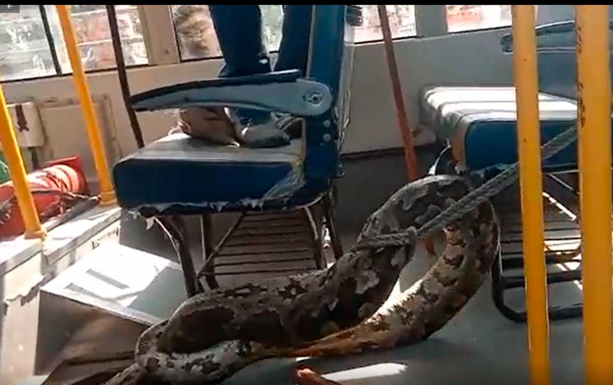 Cobra de 3 metros é retirada de dentro de ônibus escolar