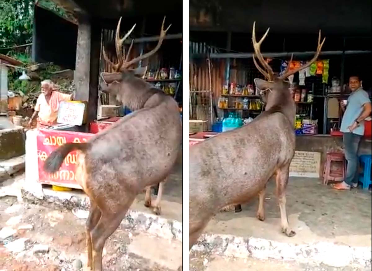 VÍDEO: Cervo gigante pedindo comida assusta pessoas em barraca de chá na Índia