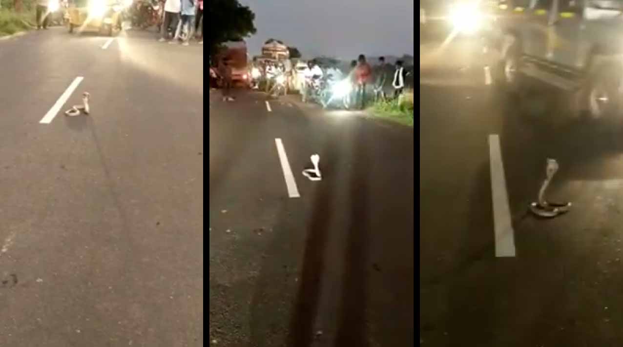 VÍDEO: Cobra causa engarrafamento de 30 minutos ao se sentar no meio da estrada. Reprodução