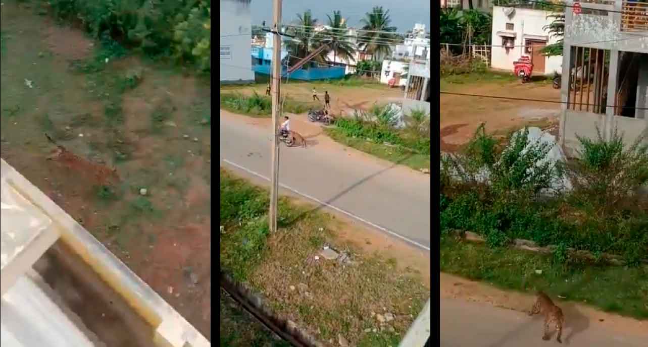 VÍDEO: Leopardo derruba motociclista e ataca pessoas na Índia enquanto tenta escapar