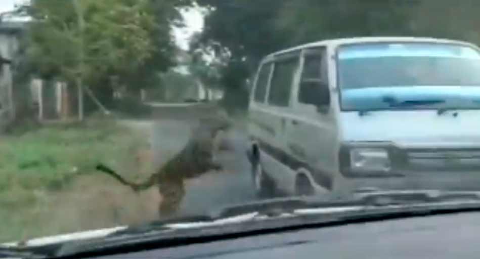 Leopardo pula muro de casa e ataca pessoas em uma van. Foto: Reprodução/Twitter