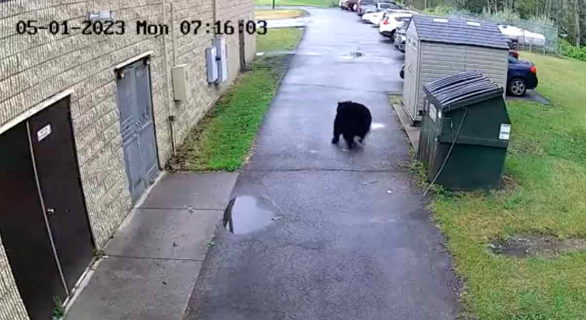 Urso salta de lixeira e assusta diretor de escola