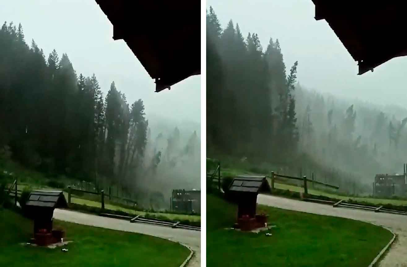 Impressive video shows forest being felled by storm in Italy