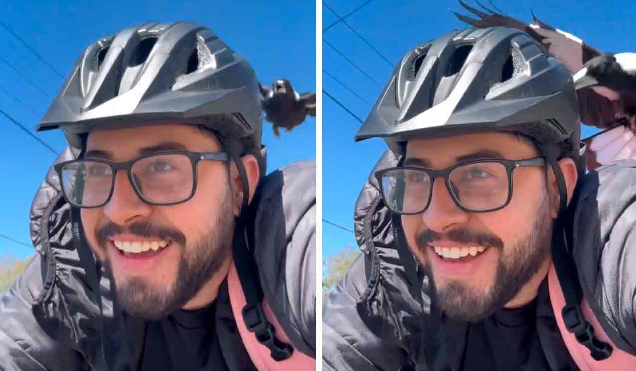Video: Cyklist bliver 'mål' for fugl efter flere angreb på vej til arbejde. Fotos og video: Tiktok gengivelse @alejor98