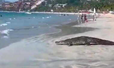 Vídeo: Turistas fogem quando enorme crocodilo aparece em praia do México