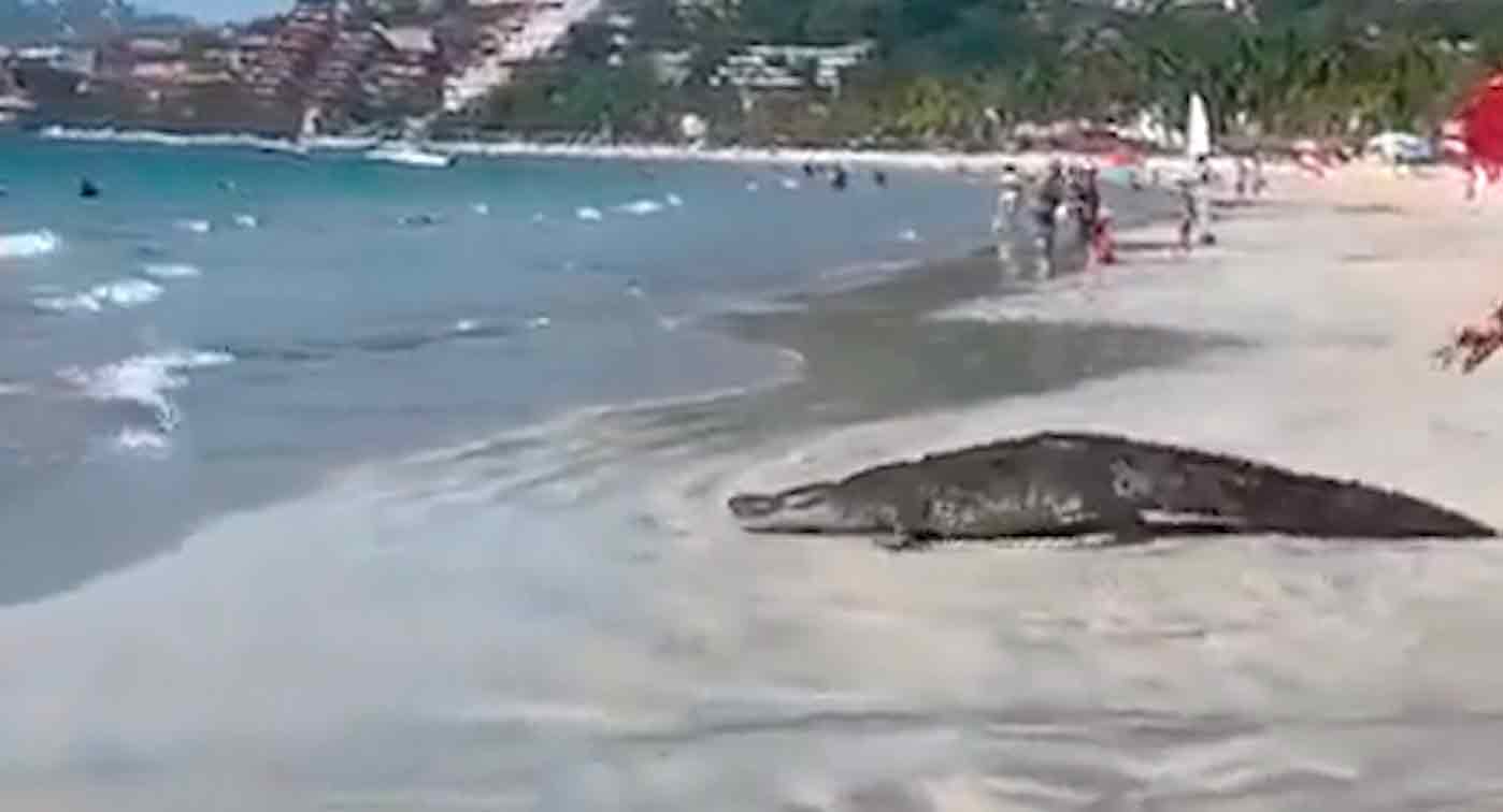 Video: Meksika'daki bir plajda dev bir timsah belirince turistler kaçıştı