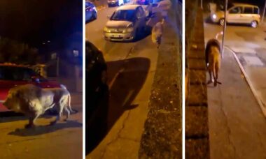Vídeo: Leão fugitivo passeia pelas ruas de Roma. Fotos: Reprodução Twitter @galluzzilucio /Tiktok @alessandro_de_roma