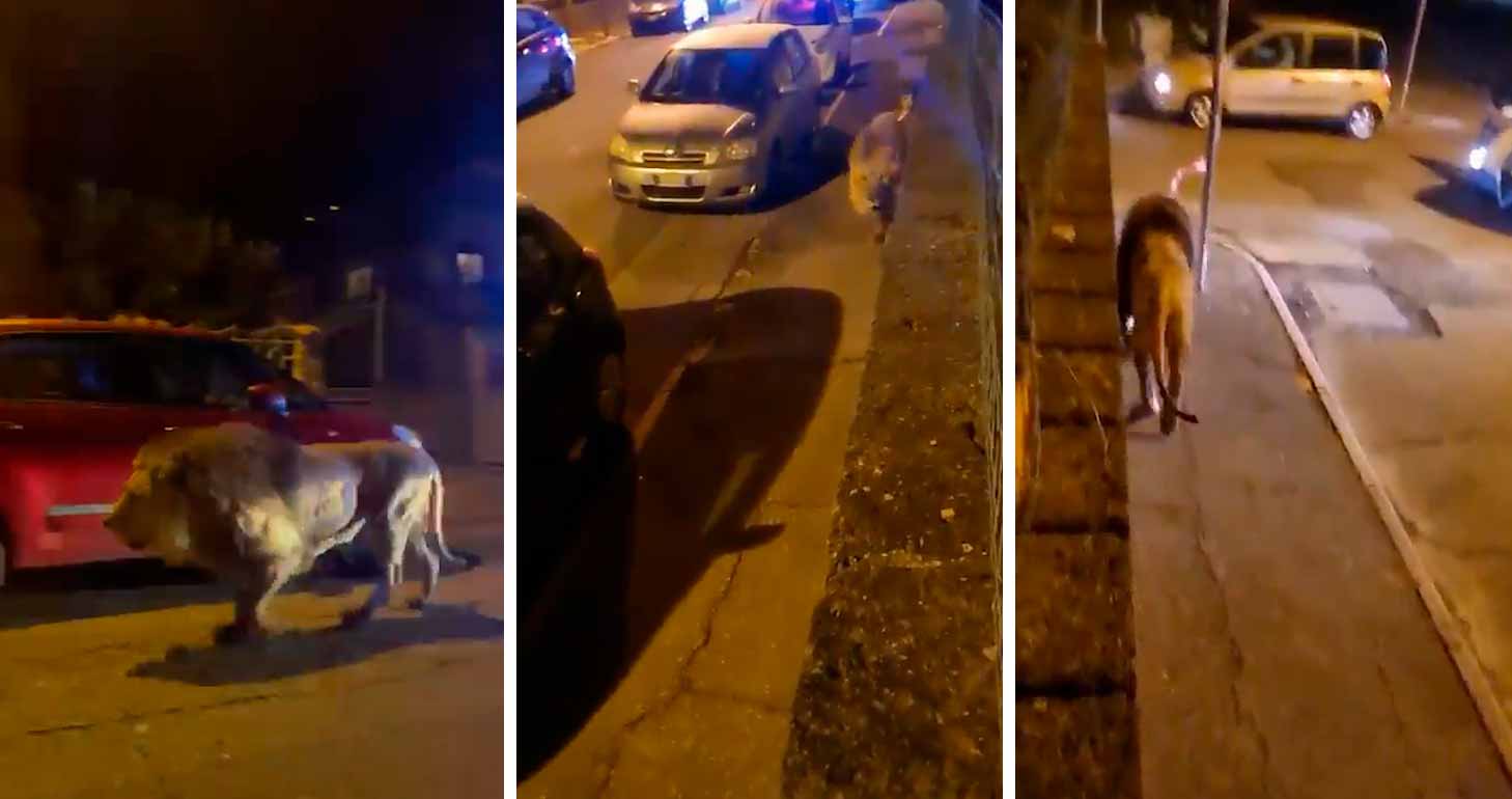 Wideo: Uciekający lew spaceruje po ulicach Rzymu. Zdjęcia: Reprodukcja na Twitterze @galluzzilucio / TikTok @alessandro_de_roma