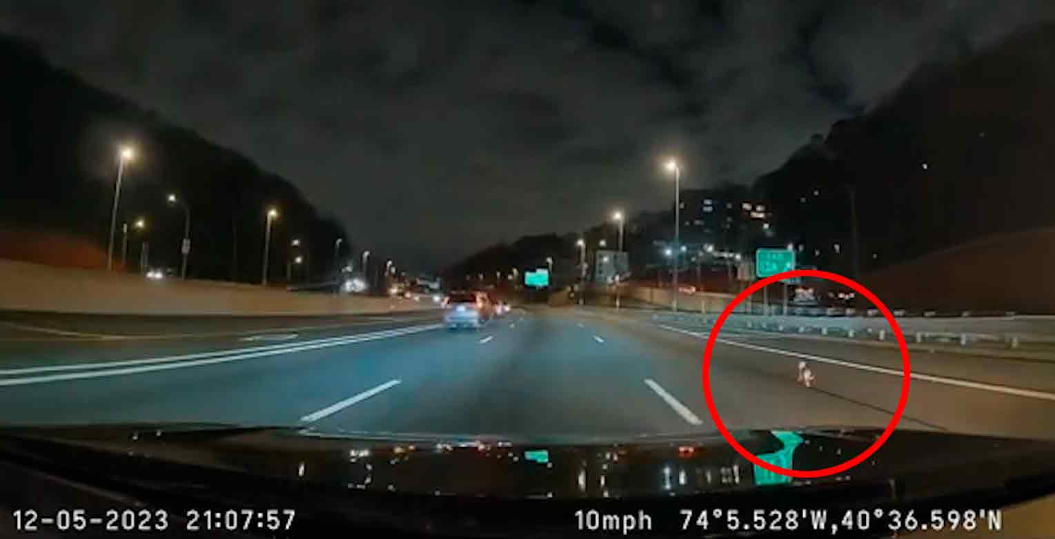 Video: Chihuahua în fugă provoacă haos în timp ce aleargă pe autostradă în New York. Foto și video: Tiktok @kat.vmarie