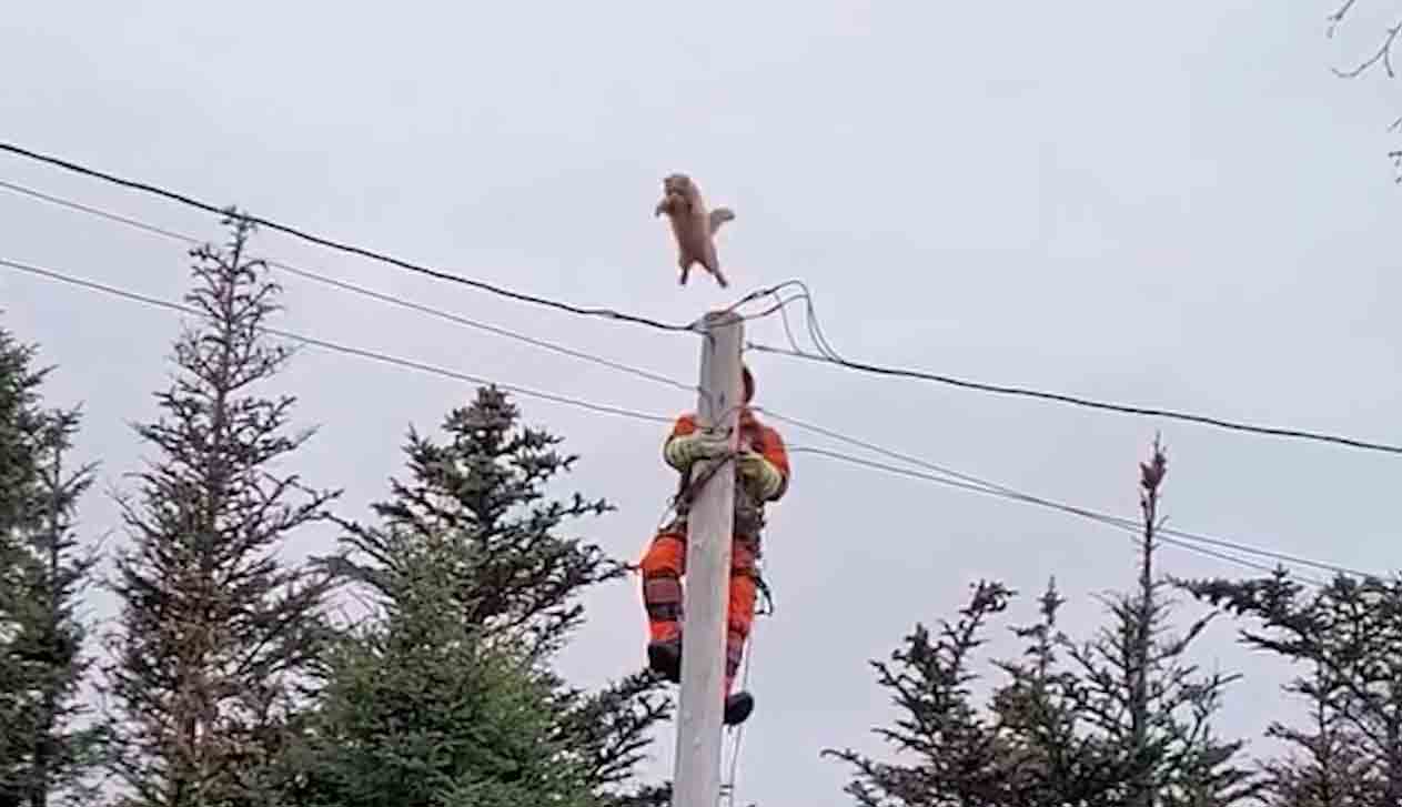 Video: Cat Makes Death-Defying Jump from Pole to Escape Rescuer. Photo and video: Reproduction from Alice Reid's Facebook