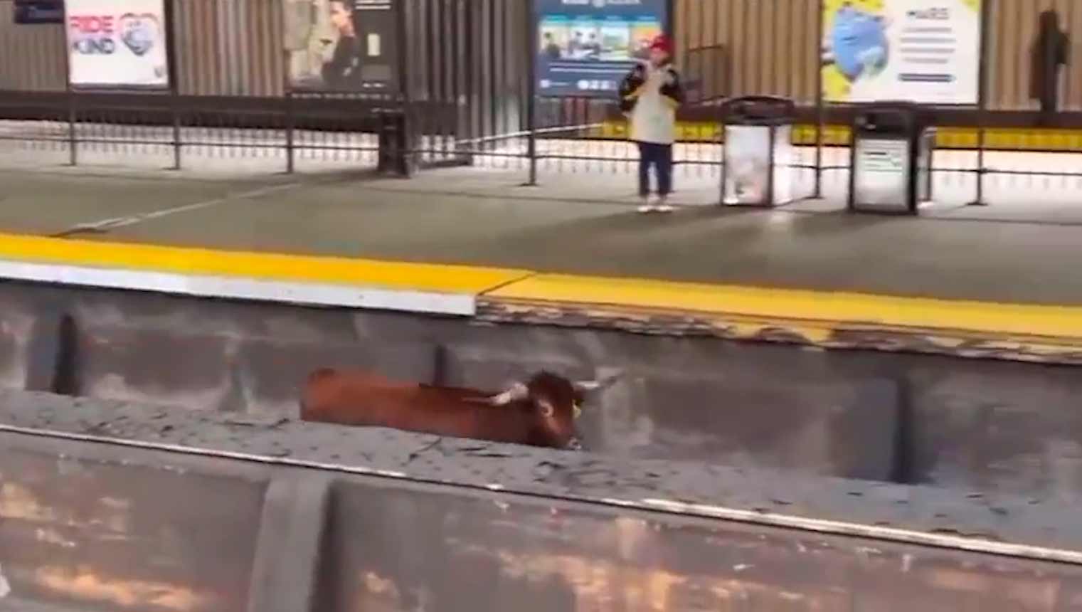 해당 영상은 미국 뉴저지 주 뉴어크 펜 역에서 돌아다니는 황소를 보여줍니다. 이미지 및 비디오: Tiktok 재제작 @jaeeemarieee / @thegardenstatepodcast