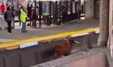 Vídeo mostra touro solto em estação de trem de Nova Jersey nos EUA. Fotos e vídeo: Reprodução Tiktok @jaeeemarieee / @thegardenstatepodcast