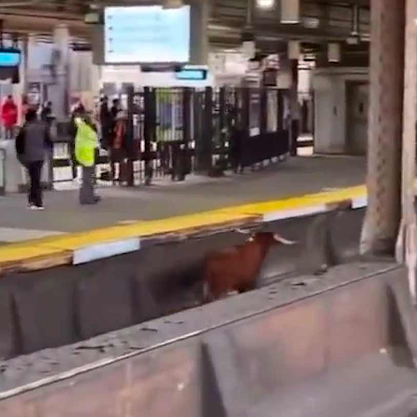 Vídeo mostra touro solto em estação de trem de Nova Jersey nos EUA. Fotos e vídeo: Reprodução Tiktok @jaeeemarieee / @thegardenstatepodcast