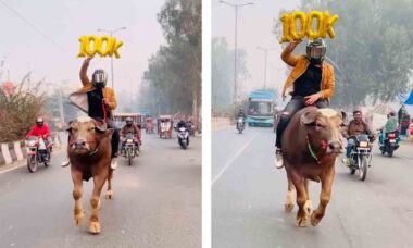 Vídeo: Influenciador monta em bufalo nas ruas para comemorar 100 mil assinantes