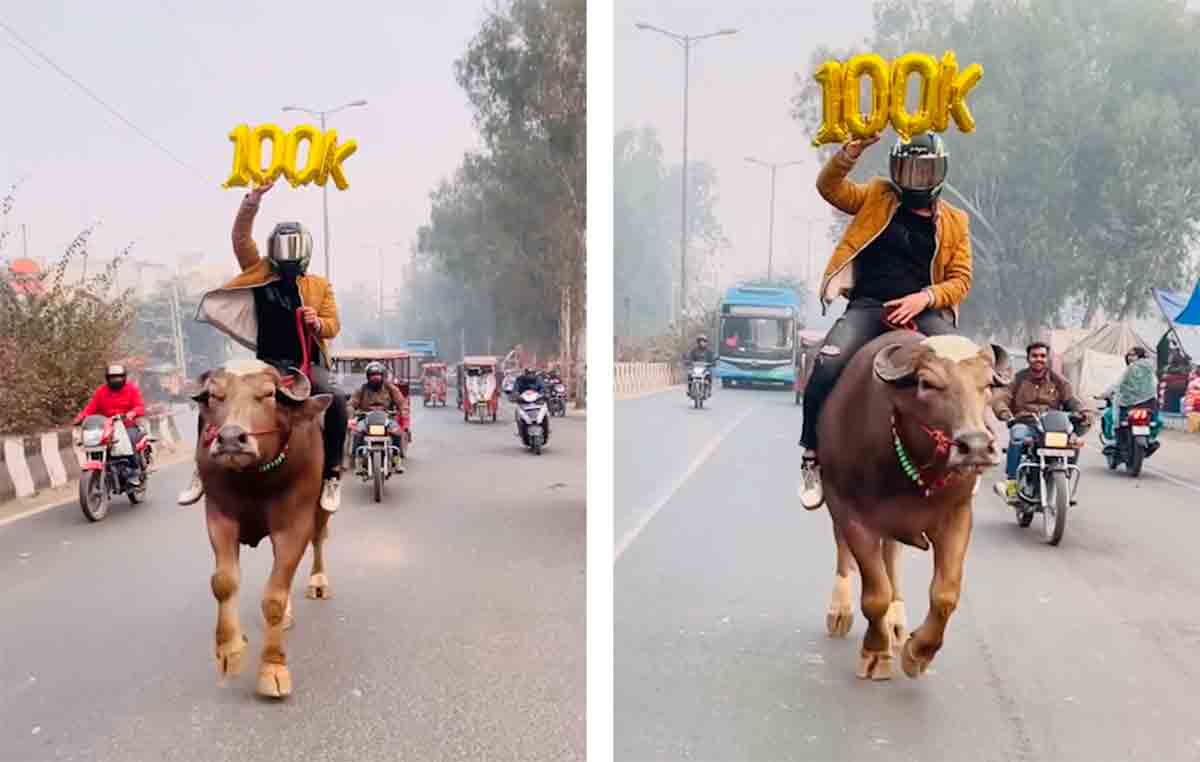 Video: Influencer cabalga en búfalo por las calles para celebrar 100 mil suscriptores