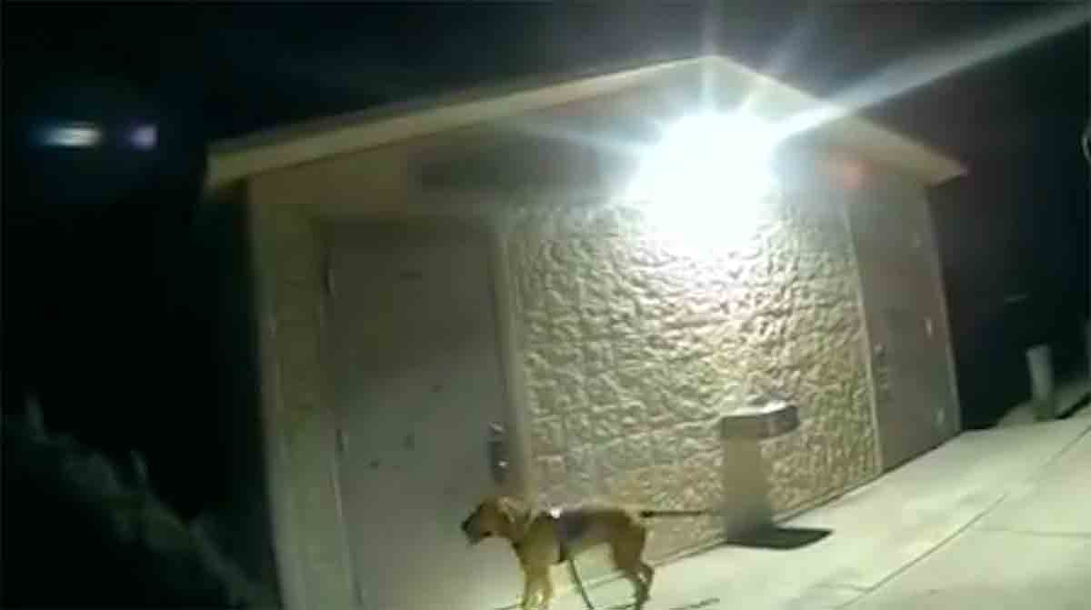 Video: Cane poliziotto trova ragazza di 11 anni scomparsa nel bagno di un parco. Foto: Riproduzione Twitter @HCSOSheriff