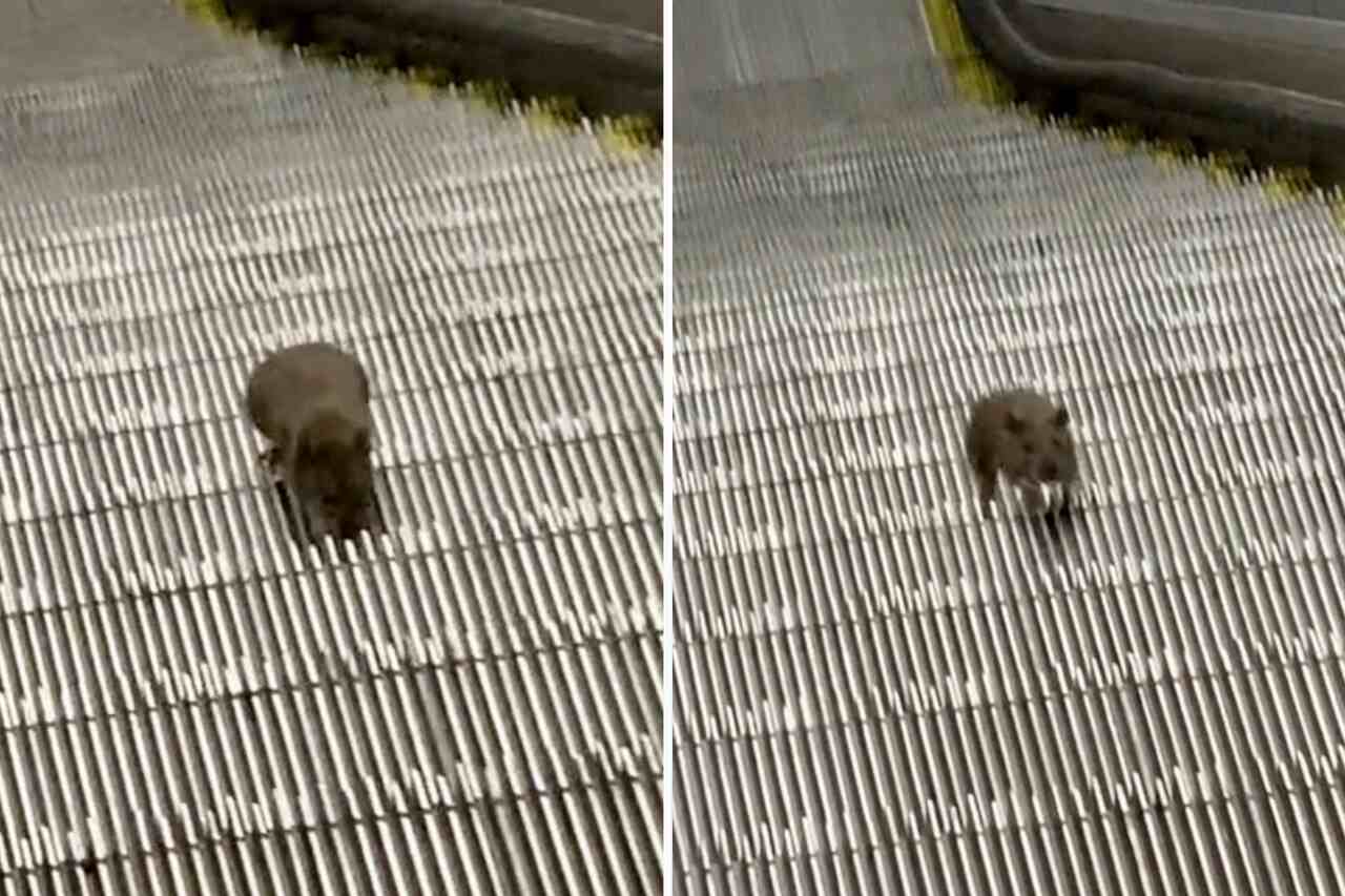 Rotte forsøger at kravle op ad rulletrappen i New Yorks metro og får fans på sociale medier. Foto: Reproduktion TikTok