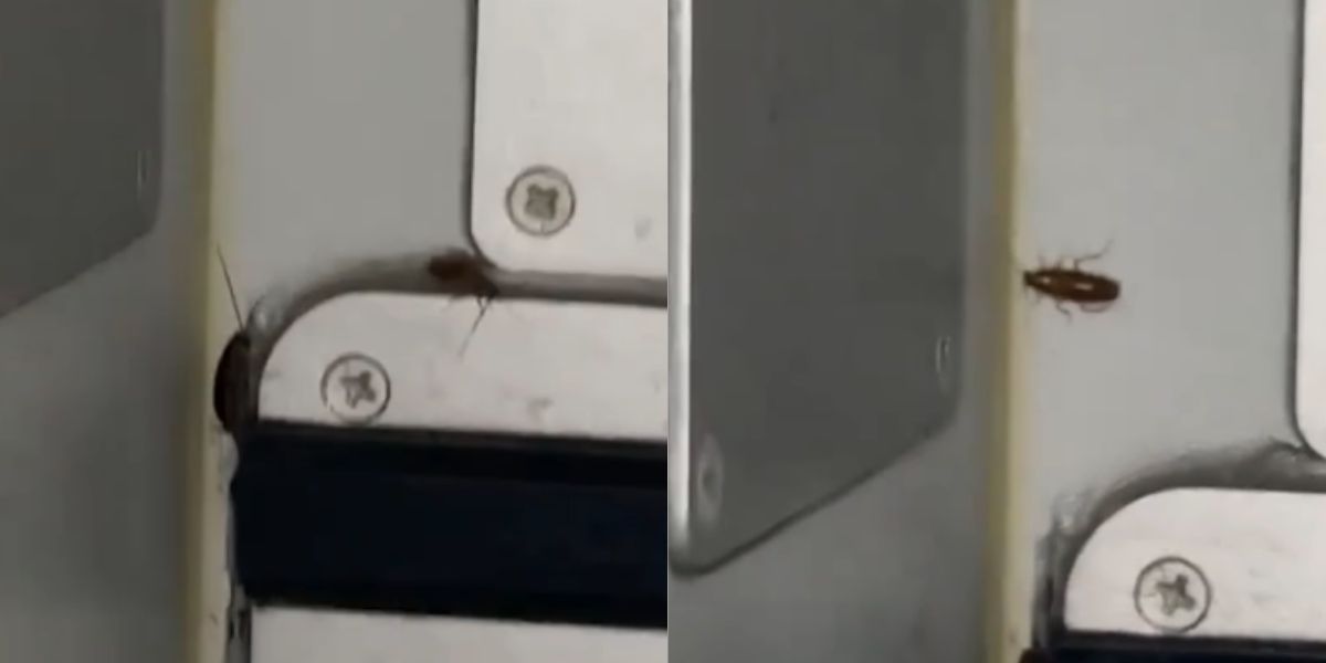 衝撃的なビデオ：飛行中の飛行機の内部を歩くゴキブリを乗客が撮影