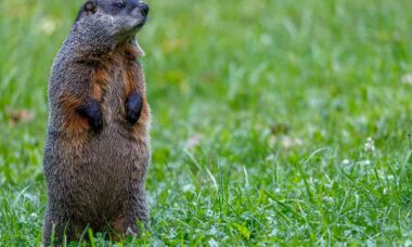 Hoje é Dia da Marmota: A mais bizarra de previsão do tempo nos EUA. Foto: pexels