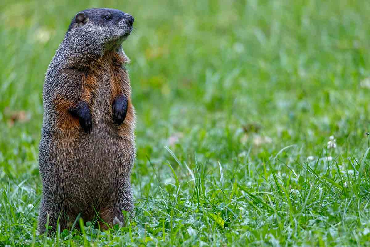 Today is Groundhog Day: The Weirdest Weather Forecast in the USA. Photo: pexels