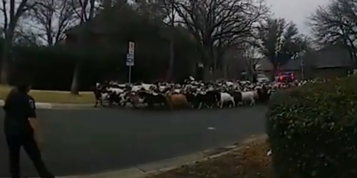 Plus de 60 chèvres envahissent une autoroute au Texas. Photo : Reproduction DailyMotion