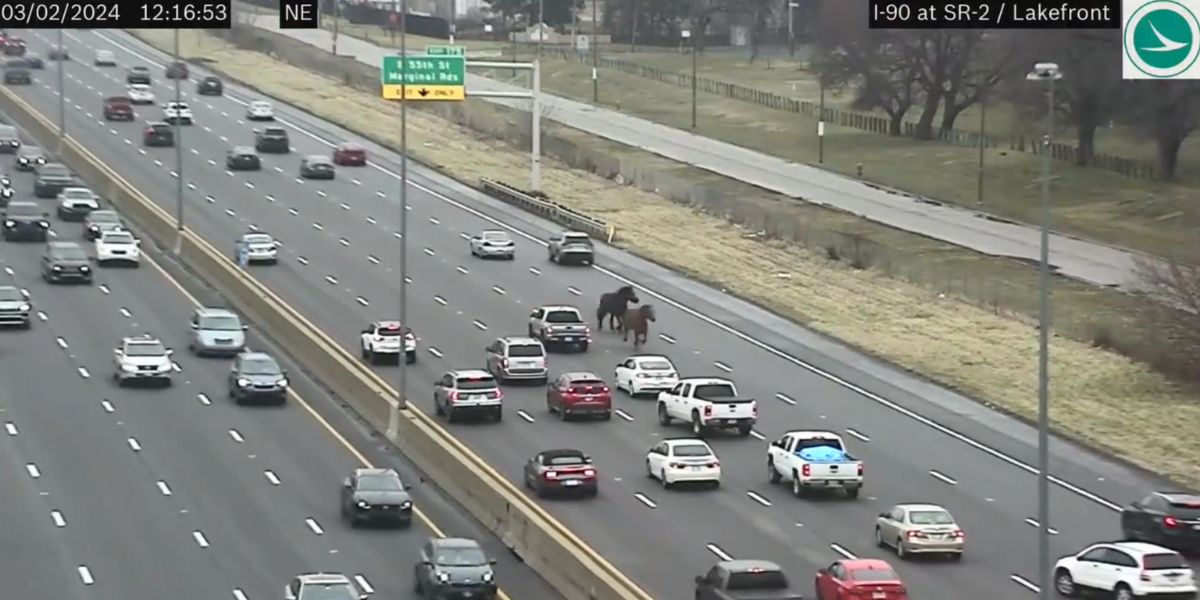 Napięty film: konie policyjne uciekają i biegną pod prąd na autostradzie