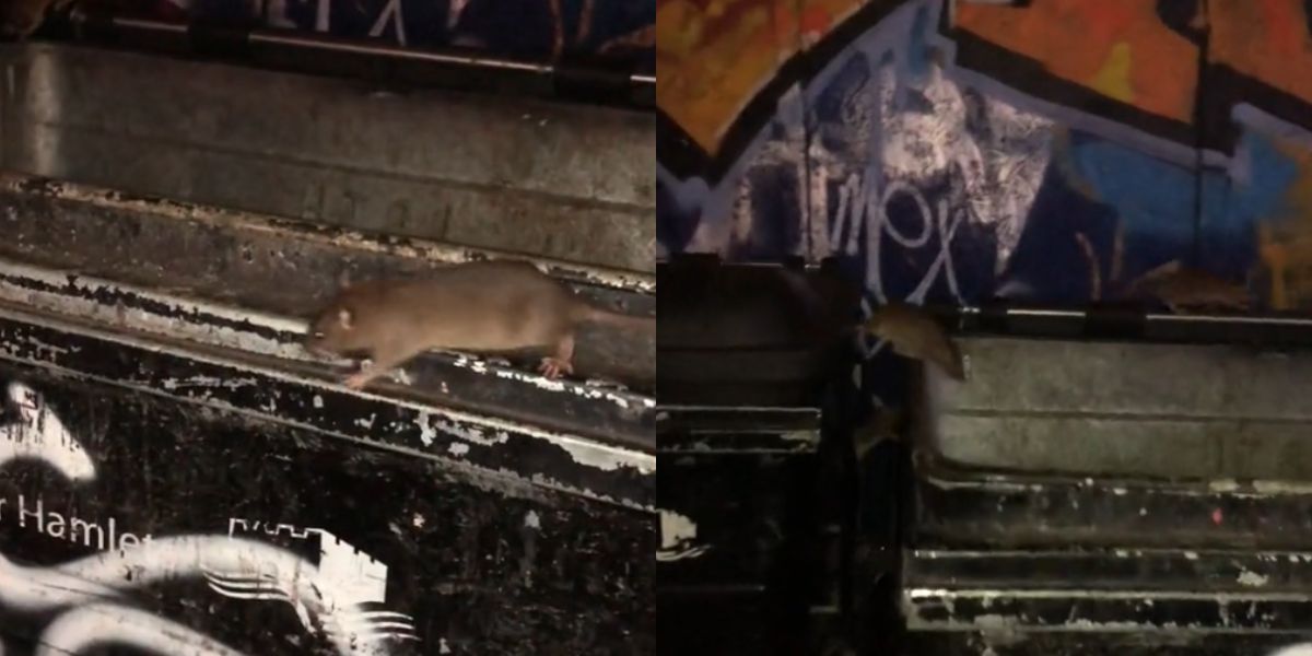 Man betrapt tientallen ratten die uit vuilnisbakken komen op een vuile straat in Londen