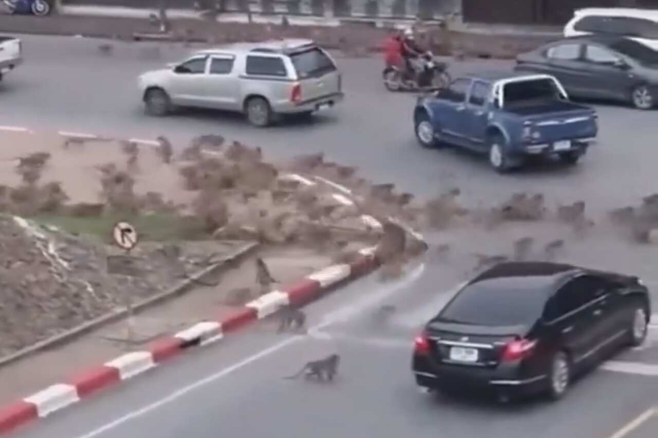 Gangues de macacos partem para a briga e atrapalham o trânsito na Tailândia