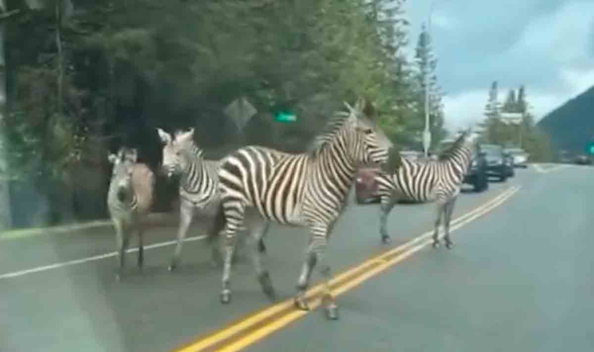 Video: Policie pronásleduje zebry po útěku ve Washingtonu. Foto a video: Twitter @rawsalerts