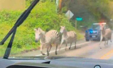 Vídeo: Policiais perseguem Zebras após Fuga em Washington. Foto e vídeo: Twitter @rawsalerts