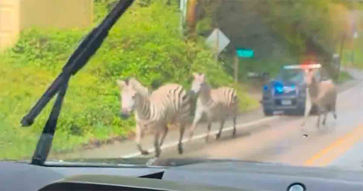 Vídeo: Policiais perseguem Zebras após Fuga em Washington. Foto e vídeo: Twitter @rawsalerts
