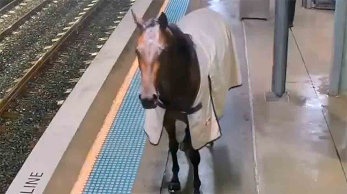 ビデオ：シドニーの鉄道駅のプラットフォームで逃げた馬が散歩