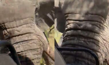 Vídeo assustador: elefante ataca veículo de safári e mata turista americana em Zâmbia