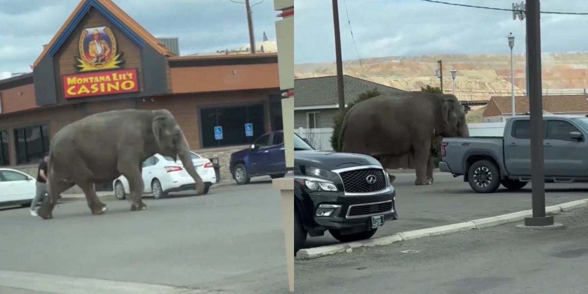 Olifant ontsnapt uit circus en jaagt inwoners van een stad in Montana de stuipen op het lijf