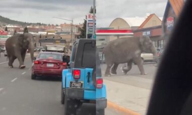 Elefante escapa de circo e deixa moradores de uma cidade de Montana assustados