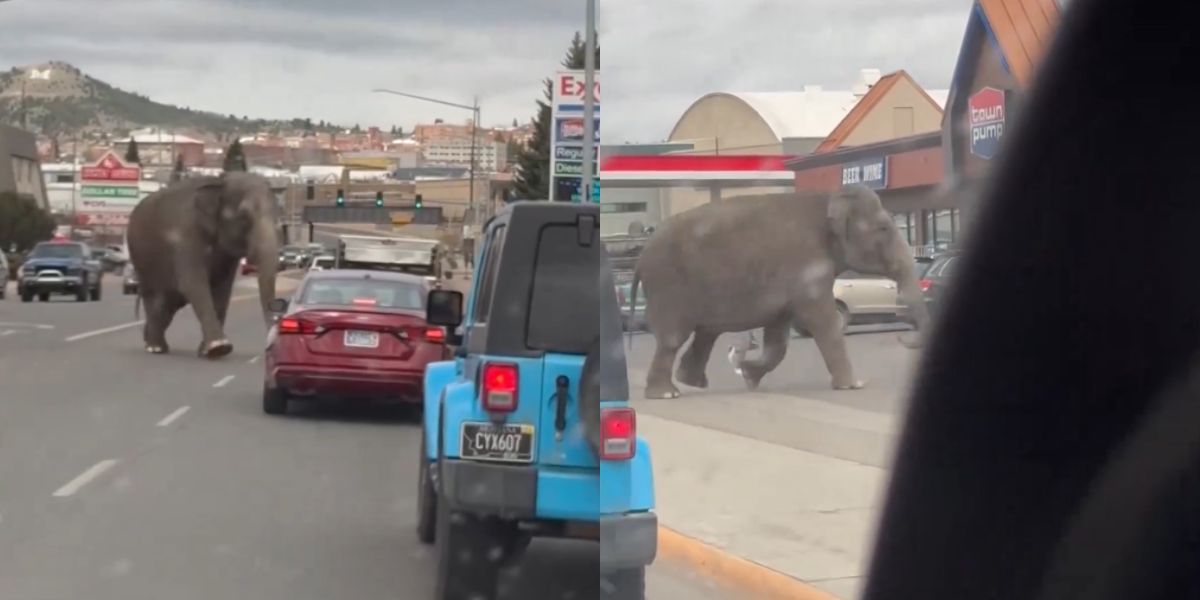 Elefante escapa de circo e deixa moradores de uma cidade de Montana assustados