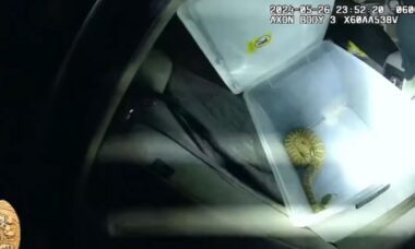 Vídeo assustador: Policiais encontram cascavel durante operação de busca e apreensão de drogas