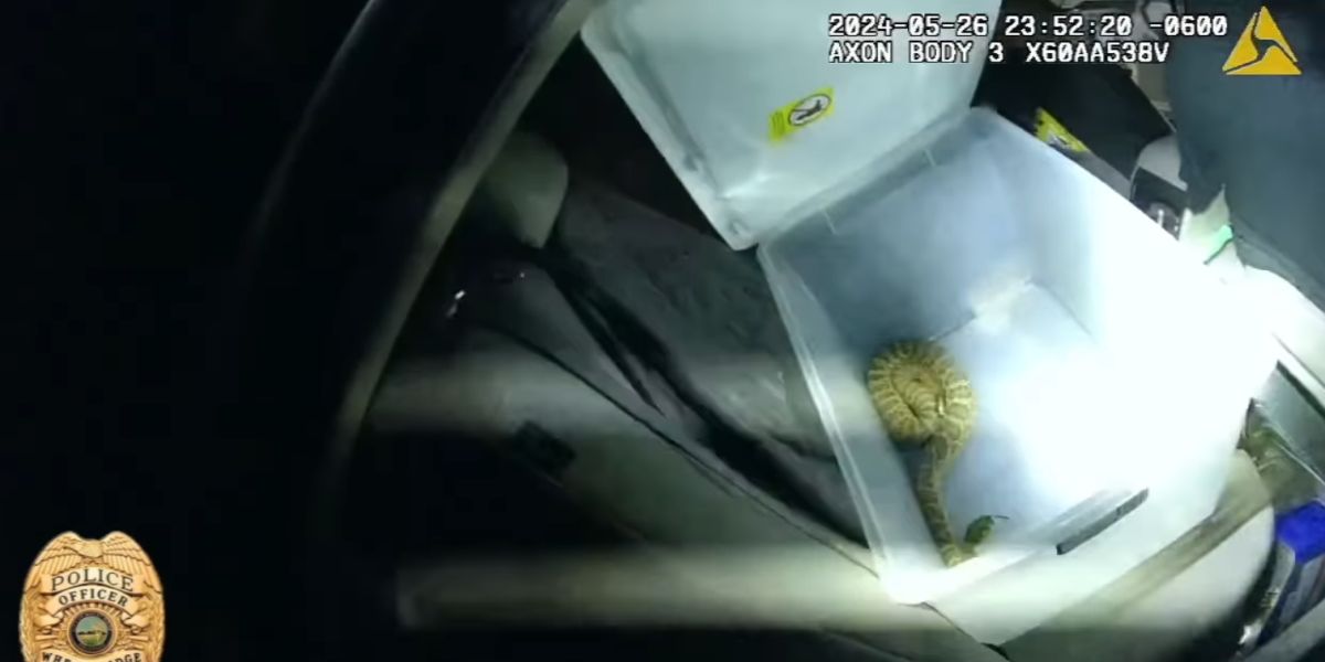 Przerażający film: Policjanci znajdują grzechotnika podczas operacji poszukiwawczej i zajęcia narkotyków