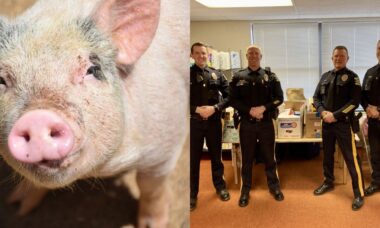 Polícia de Nova Jersey captura porco fugitivo de 90 quilos chamado Pumba