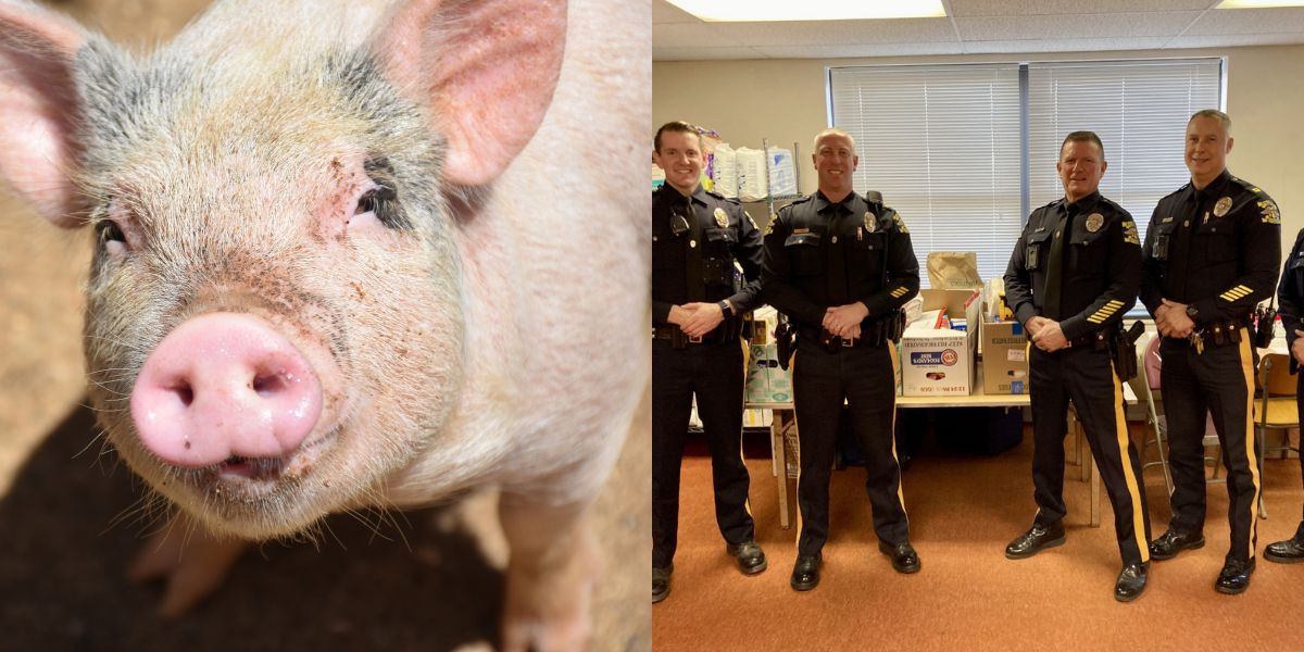 Politie van New Jersey vangt ontsnapte varken van 90 kilo genaamd Pumba