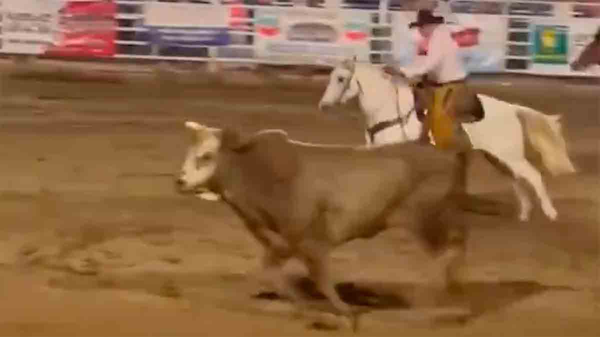 Video: Tjur hoppar över staketet mot publiken vid rodeo i Oregon och trampar på folk. Foton och video: Twitter @CollinRugg