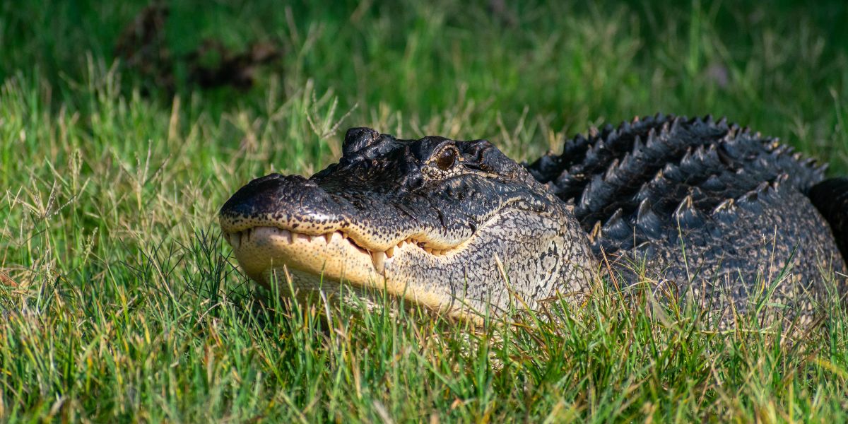 Vidéo : Un alligator de plus de 4 mètres dévore une femme de 41 ans en Floride