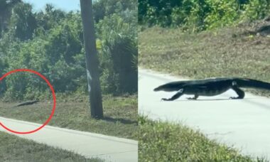 Mulher descobre lagarto exótico em vídeo tenso na Flórida