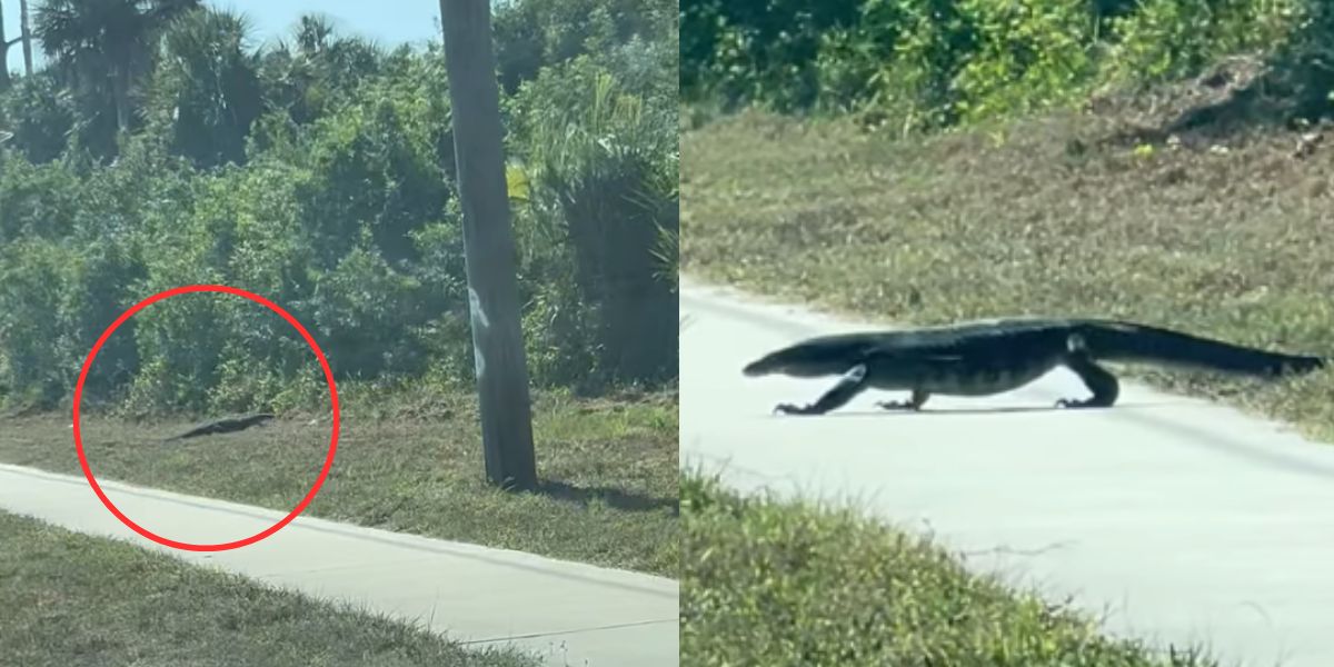 Mujer descubre lagarto exótico en un tenso video en Florida 