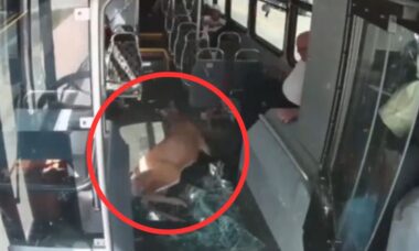 Vídeo assustador: Cervo colide com ônibus e deixa três pessoas feridas em Rhode Island