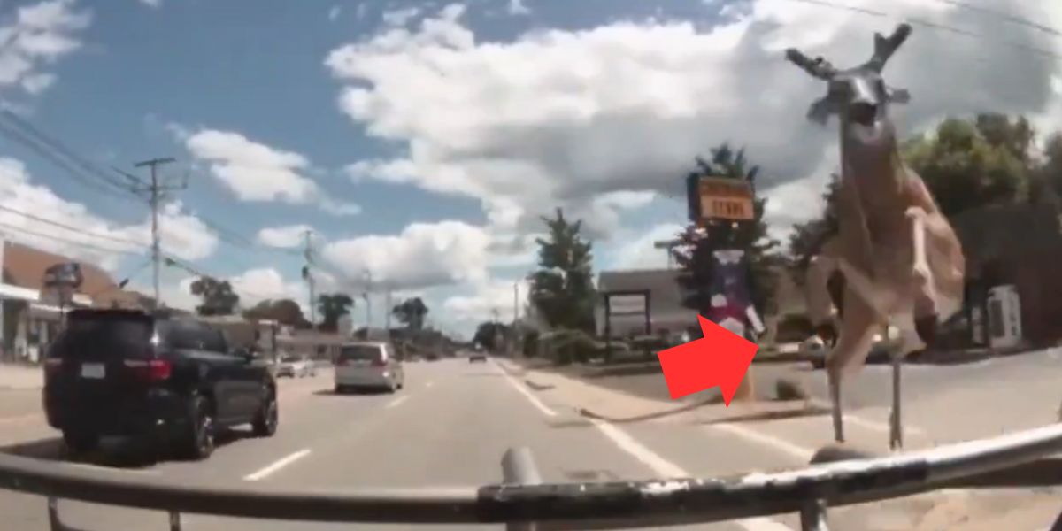 Vidéo effrayante : Un cerf heurte un bus et blesse trois personnes à Rhode Island